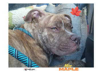 Rescue Pit Bull Terrier Dogs for Adoption in Council Bluffs, Iowa - Miss Maple (Courtesy Post) | PetCurious