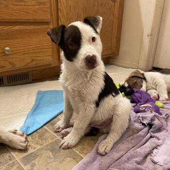 Scarecrow -  Mixed Breed Dog for Adoption in Tacoma, Washington - Scarecrow | PetCurious