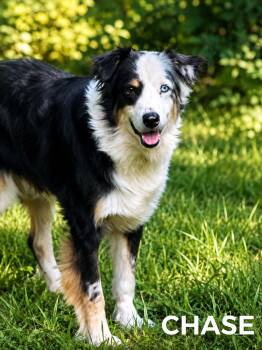 Chade -  Australian Shepherd Dog for Adoption in Lucas, Texas - Chade | PetCurious