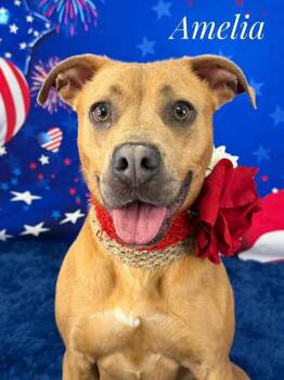 Mixed Breed Dogs Available for Adoption in Flint, Michigan - Amelia | PetCurious