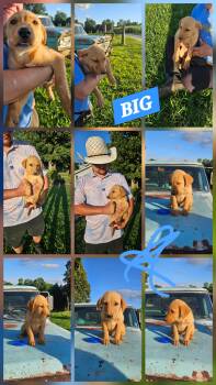 BIG -  Labrador Retriever and Yellow Labrador Retriever Dog for Adoption in Jackson, Tennessee - BIG | PetCurious