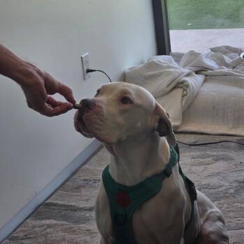 Mixed Breed Dogs Available for Adoption in Leander, Texas - Gida | PetCurious