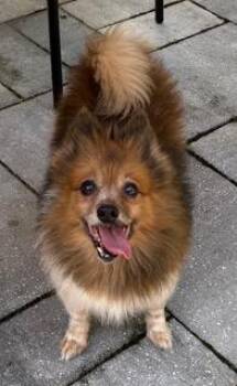 Bear -  Pomeranian Dog for Adoption in Wekiwa Springs, Florida - Bear | PetCurious