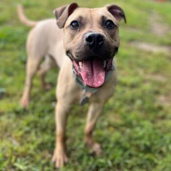 Mixed Breed Dogs Available for Adoption - Fawn | PetCurious