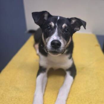 Silas -  Border Collie Dog for Adoption in Lacona, New York - Silas | PetCurious