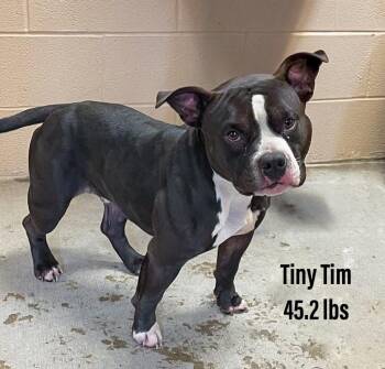 Staffordshire Bull Terrier Dogs Available for Adoption - Tiny Tim | PetCurious