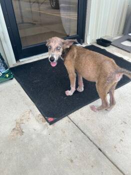 Dobby -  Husky Dog for Adoption in Mobile, Alabama - Dobby | PetCurious