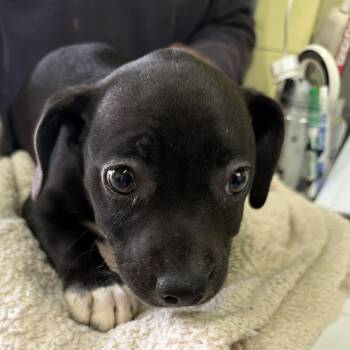 Ava -  Labrador Retriever and Mixed Breed Dog for Adoption in Valparaiso, Indiana - Ava | PetCurious