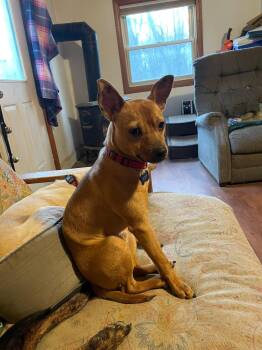 Crimson -  Chihuahua Dog for Adoption in Randolph, Vermont - Crimson | PetCurious