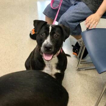 Snoopy -  Pit Bull Terrier Dog for Adoption in Fairfax Station, Virginia - Snoopy | PetCurious