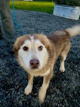Rescue Husky and Mixed Breed Dogs for Adoption in Everett, Washington - Lincoln | PetCurious