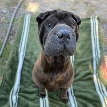 SHARLENE AKA SHARLEE -  Shar Pei Dog for Adoption in Cameron, North Carolina - SHARLENE AKA SHARLEE | PetCurious