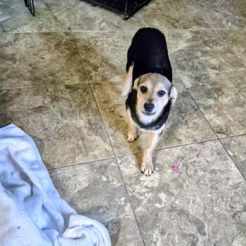 Chihuahua Dogs Available for Adoption in Mooresville, North Carolina - Suzy | PetCurious