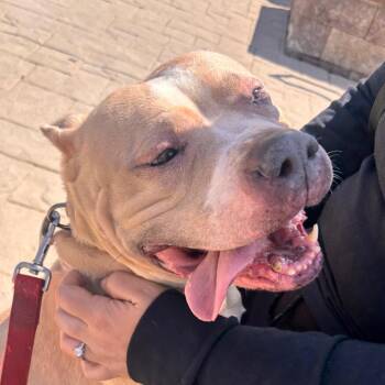 American Bulldog Dogs Available for Adoption in York, Pennsylvania - Nylah | PetCurious