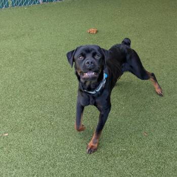 Rottweiler Dogs Available for Adoption in Lakeland, Florida - Kandara | PetCurious