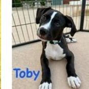 Toby -  Labrador Retriever and Mixed Breed Dog for Adoption in Tampa, Florida - Toby | PetCurious