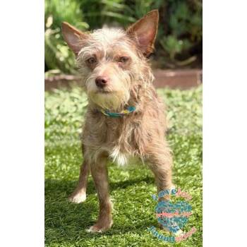 Charlie Brown RB -  Terrier Dog for Adoption in Inglewood, California - Charlie Brown RB | PetCurious