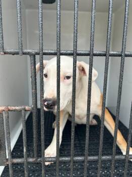 Whopper -  Mixed Breed Dog for Adoption in Mobile, Alabama - Whopper | PetCurious
