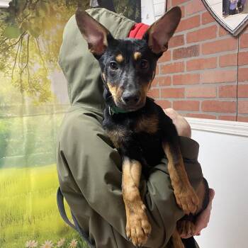 Mixed Breed Dogs Available for Adoption - Apollo | PetCurious