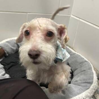 Selena -  Maltese and Poodle Dog for Adoption in Gloucester, Virginia - Selena | PetCurious