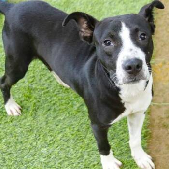 Stanley -  Labrador Retriever and Mixed Breed Dog for Adoption in Hopkinton, Massachusetts - Stanley | PetCurious
