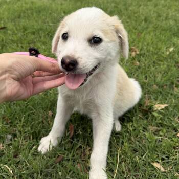 Labrador Retriever Dogs Available for Adoption in Harlingen, Texas - Opal | PetCurious