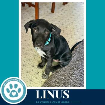 Linus ( L Crew) 102426 -  Labrador Retriever and Poodle Dog for Adoption in Kimberton, Pennsylvania - Linus ( L Crew) 102426 | PetCurious