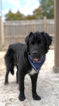 Rescue Newfoundland Dog Dogs for Adoption in Muskegon, Michigan - Bumble | PetCurious
