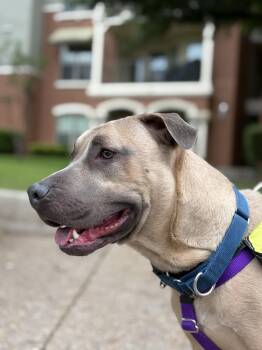 Pit Bull Terrier Dogs Available for Adoption in Eagle, Idaho - Kobyo *Courtesy Post. Out Of Town Pet. See Below For Details* | PetCurious