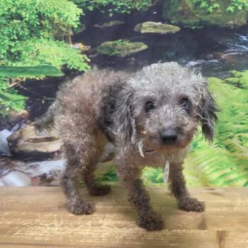 Petunia -  Poodle Dog for Adoption in Normal, Illinois - Petunia | PetCurious