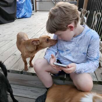Hudson -  Chihuahua and Dachshund Dog for Adoption in Dyer, Indiana - Hudson | PetCurious