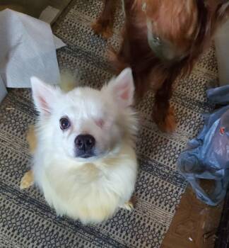 American Eskimo Dog Dogs Available for Adoption - Darla - St. Louis, MO | PetCurious