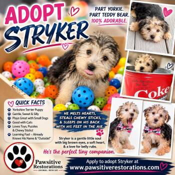STRYKER -  Yorkshire Terrier Dog for Adoption in Foxfield, Colorado - STRYKER | PetCurious