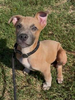 Pickles -  American Staffordshire Terrier Dog for Adoption in Tyler, Texas - Pickles | PetCurious