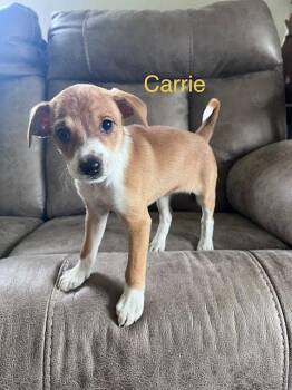 Jack Russell Terrier and Beagle Dogs Available for Adoption in Newport, Kentucky - Carrie | PetCurious