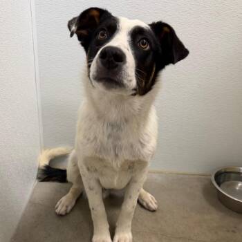 Po -  Cattle Dog Dog for Adoption in Cody, Wyoming - Po | PetCurious