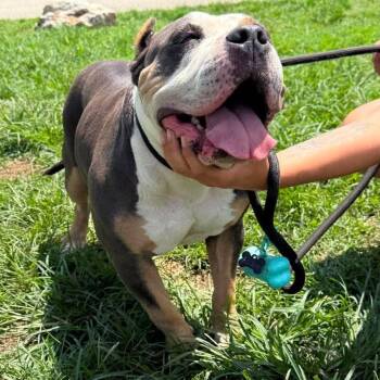 Piglet Stray Hold 8/8 -  Mixed Breed Dog for Adoption in Huntington, West Virginia - Piglet Stray Hold 8/8 | PetCurious