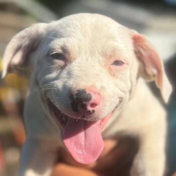 Mixed Breed Dogs Available for Adoption in Quincy, Florida - KATYA | PetCurious