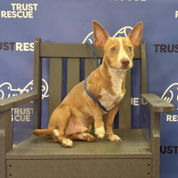 NOLAN -  Terrier and Mixed Breed Dog for Adoption in Waterford, New Jersey - NOLAN | PetCurious