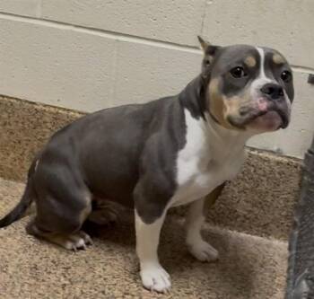 Pit Bull Terrier and Mixed Breed Dogs Available for Adoption in Springfield, Massachusetts - ROCKY | PetCurious