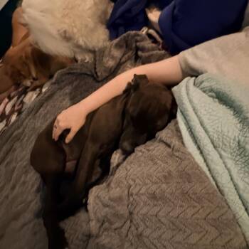 Boxer and Pit Bull Terrier Dogs Available for Adoption in Fayetteville, Georgia - Cricket | PetCurious