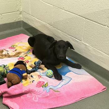 Rufus -  Doberman Pinscher and Mixed Breed Dog Available for Adoption in West Palm Beach, Florida - Rufus | PetCurious