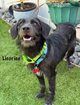 Licorice -  Terrier Dog for Adoption in San Diego, California - Licorice | PetCurious