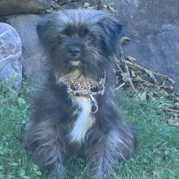 Stella -  Yorkshire Terrier and Mixed Breed Dog for Adoption in Madison, Wisconsin - Stella | PetCurious