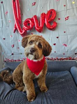 Cavapoo and Cockapoo Dogs Available for Adoption - Snickerdoodle | PetCurious