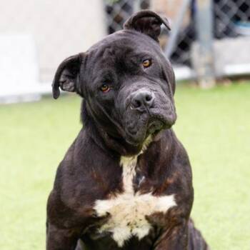 Rescue Mastiff Dogs for Adoption in Camarillo, California - YOBOY | PetCurious
