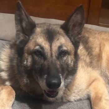 Rescue German Shepherd Dog and Belgian Shepherd Malinois Dogs for Adoption in Lakehead, California - Rusty | PetCurious