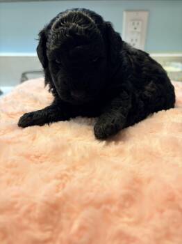 Miniature Poodle Dogs Available for Adoption - Miniature Poodle X Lagotto Romagnola Mix ("Lagoodle") - Black M  | PetCurious