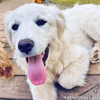 Great Pyrenees Dogs Available for Adoption in Beacon, New York - Ridge In VA - Inquisitive, Happy, & Friendly! | PetCurious