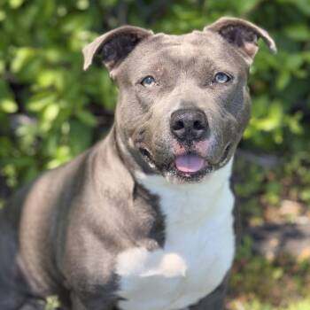 Pit Bull Terrier Dogs Available for Adoption in Ridgely, Maryland - Diamond | PetCurious